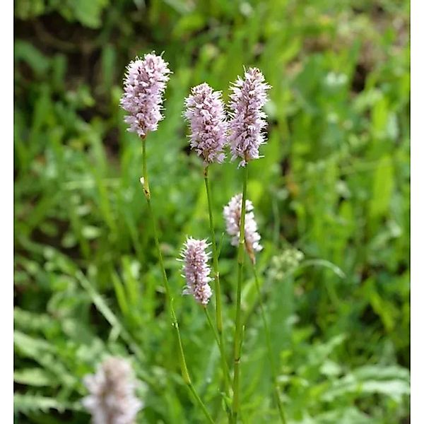 Knöterich - Bistorta officinalis günstig online kaufen