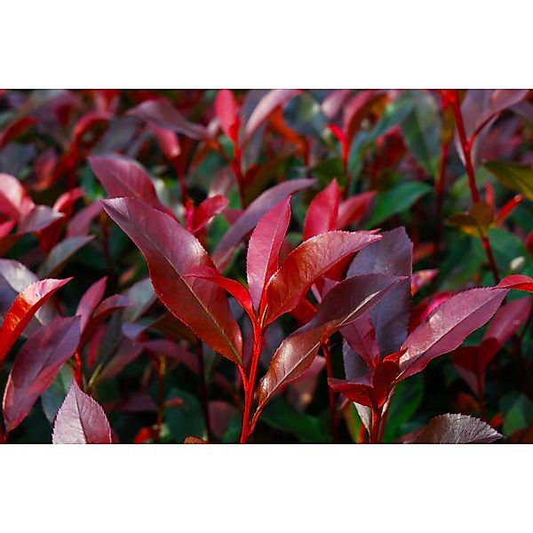 Glanzmispel Devil´s Dream® Höhe ca. 30 - 40 cm Topf ca. 5 l Photinia günstig online kaufen