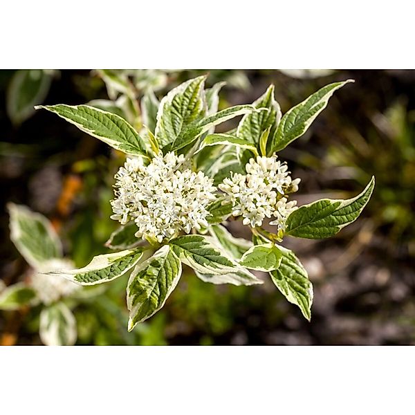 Cornus Alba Sibirica Variegata Hartriegel Buntlaubig 80–100 cm günstig online kaufen