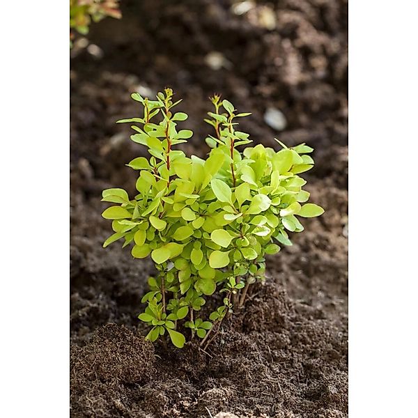 Berberis thunbergii 'Maria' -S- 20-25 cm günstig online kaufen