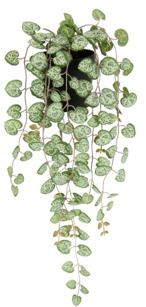 I.GE.A. Kunstpflanze "Kunstpflanze Leuchterblume Hängende Pflanzen künstlic günstig online kaufen