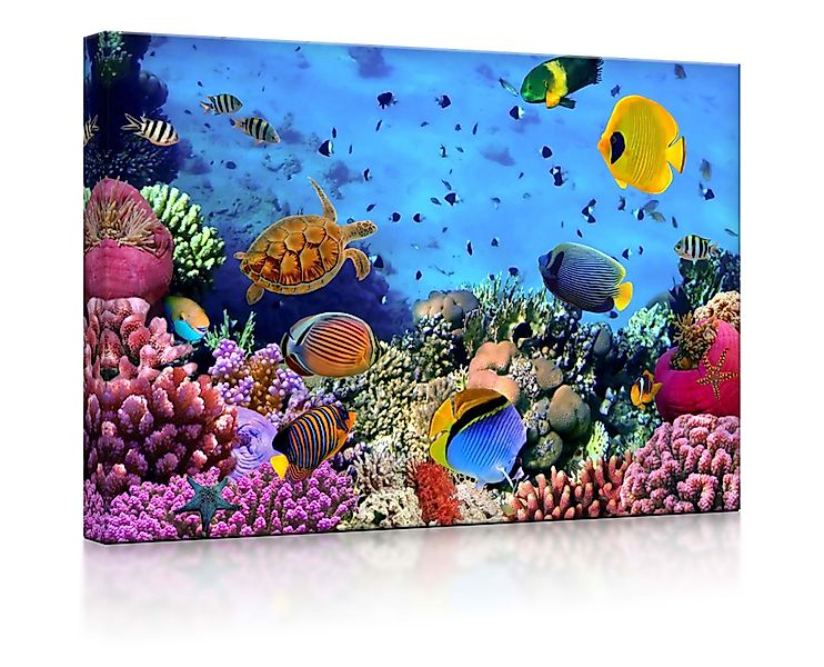 lightbox-multicolor LED-Bild Bunte Fische über Korallenriff günstig online kaufen