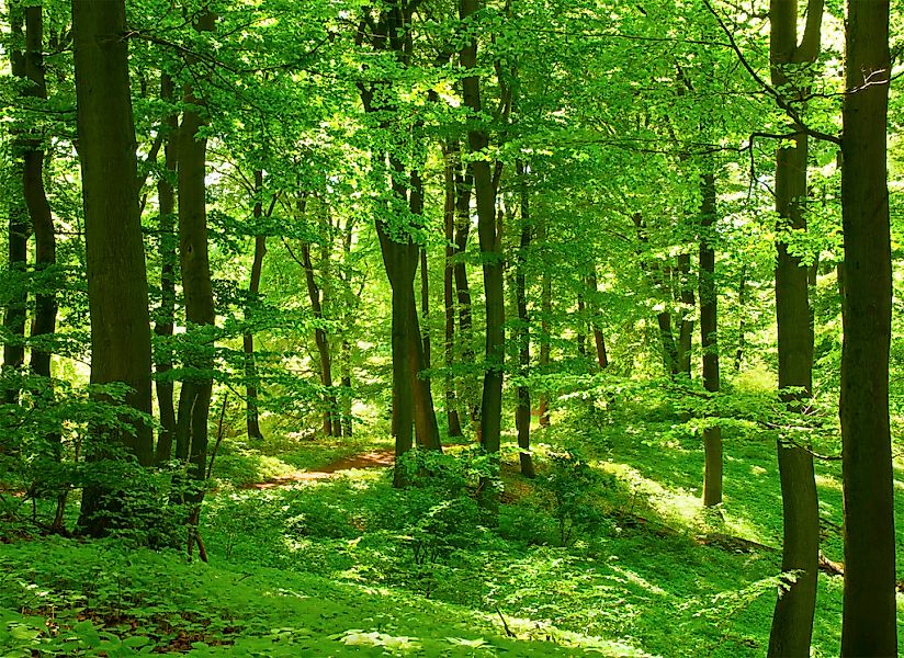 Papermoon Fototapete "Forest in Spring" glatt günstig online kaufen