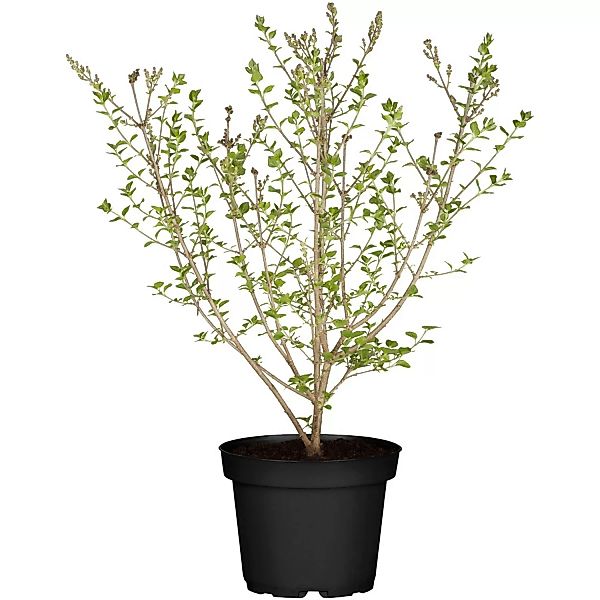 Zwerg-Flieder Flowerfesta Höhe ca. 60 - 80 cm Topf ca. 7,5 l Syringa meyeri günstig online kaufen