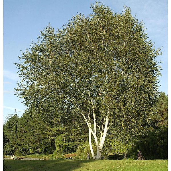 Himalaja Birke 80-100cm - Betula jacquemontii günstig online kaufen