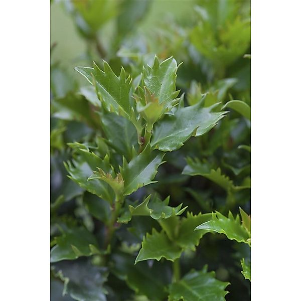 Ilex Meserveae Little Rascal Stechpalme Kompakt 30–40 cm günstig online kaufen
