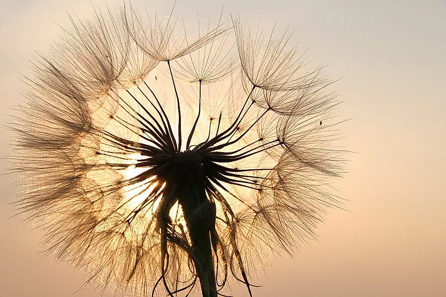 Papermoon Fototapete Pusteblume günstig online kaufen