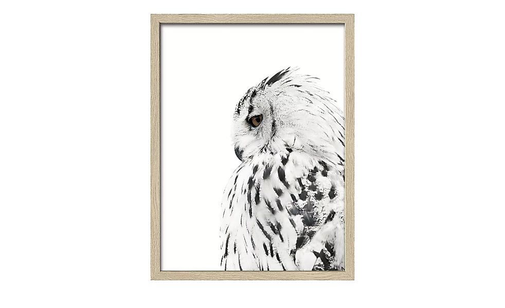 Gerahmtes Bild Slim-Scandic  Snow Owl - 33 cm - 43 cm - Sconto günstig online kaufen