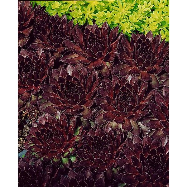 Sempervivum Tectorum Noir Dachwurz Ca. 9x9 cm Topf günstig online kaufen