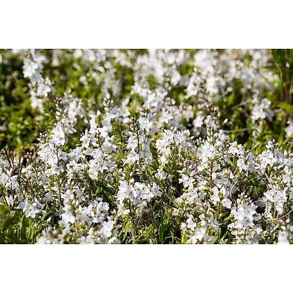 Veronica Prostrata Blue Sheen Ehrenpreis Blau Ca. 9x9 cm Topf günstig online kaufen