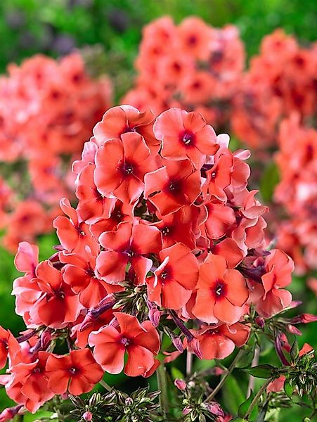 Pflanzen für Dich Staude Phlox pan. Tequila Sunrise, 1 St., Hoher Stauden-P günstig online kaufen