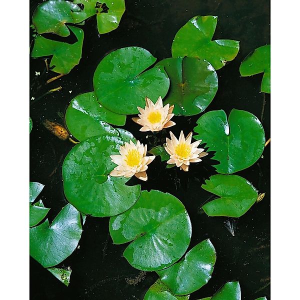 Nymphaea X Cult.'walter Pagels' Seerose Ca. 11x11 cm Topf günstig online kaufen