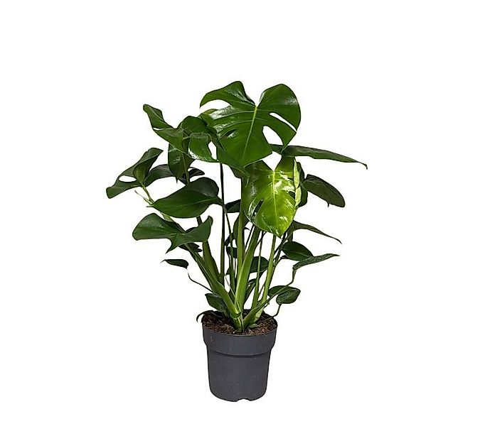 meinvipshop Zimmerpflanze Monstera deliciosa 40cm Zimmerpflanze, 50cm hoch günstig online kaufen