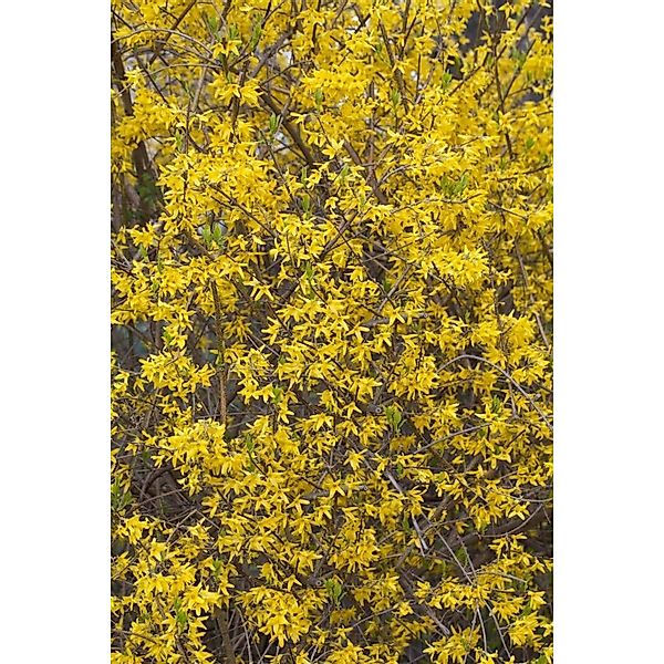 Forsythia Lynwood Goldglöckchen Leuchtend Gelb 100–125 cm günstig online kaufen
