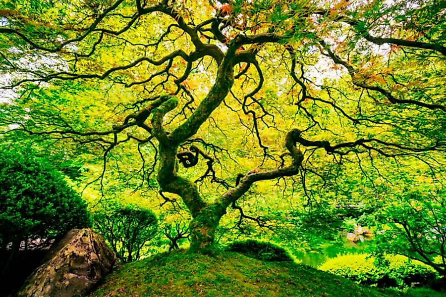 Papermoon Fototapete »Japanese Maple Tree« günstig online kaufen