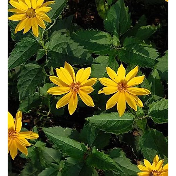 Sonnenauge Mars - Heliopsis scabra günstig online kaufen