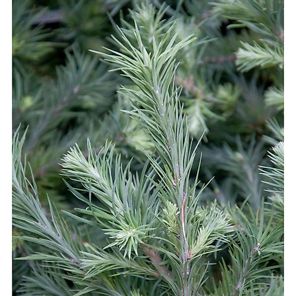 Hochstamm Zwerg Lärche Grey Pearl 80-100cm - Larix decidua günstig online kaufen