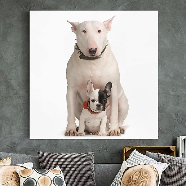 Leinwandbild - Quadrat Bull Terrier and friend günstig online kaufen