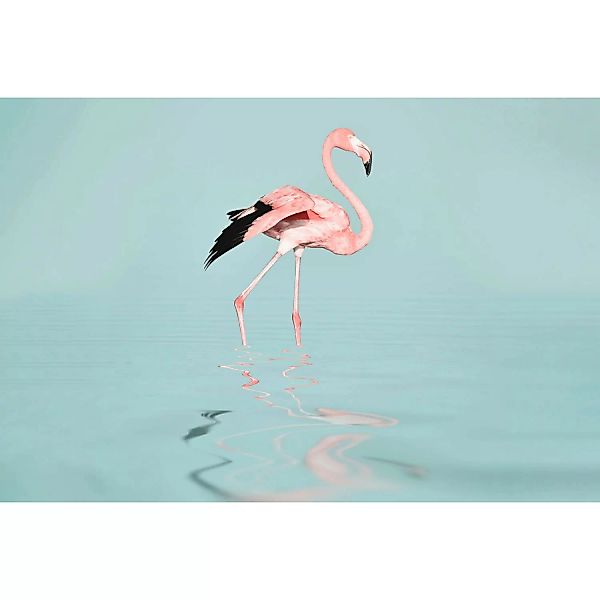 Fototapete Flamingo Rosa Blau Schwarz 4,00 m x 2,70 m FSC® günstig online kaufen