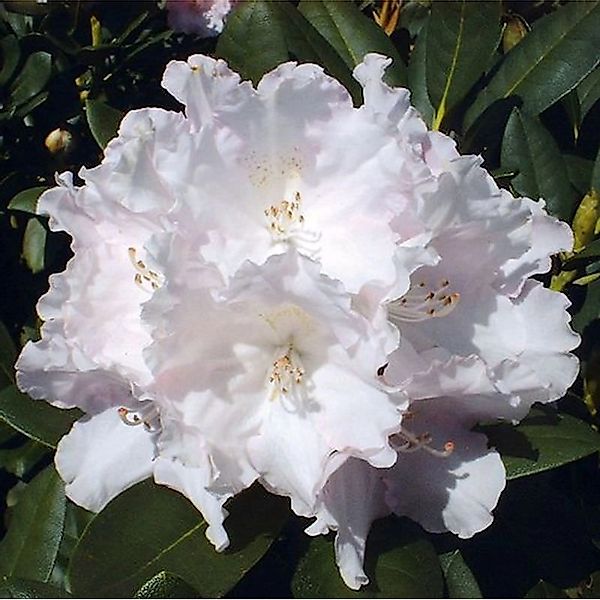 Rhododendron Silberwolke 50-60cm - Alpenrose günstig online kaufen