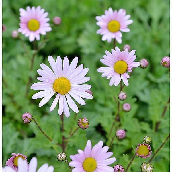 Grönland Margerite Stella - Arctanthemum arcticum günstig online kaufen