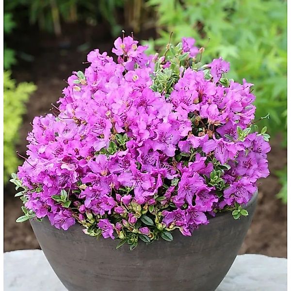 Duftkissen Zwerg Rhododendron 15-20cm - Rhododendron radicans günstig online kaufen