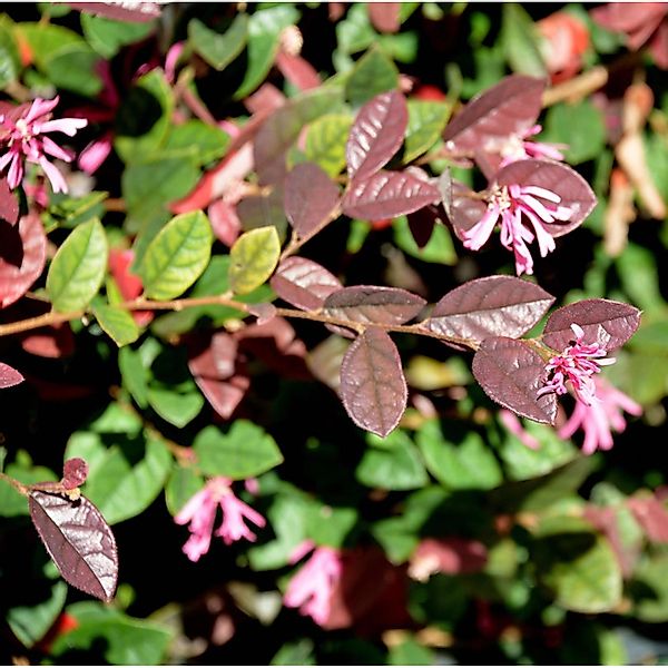 Hochstamm Riemenblüte Pipas Red 80-100cm - Loropetalum chinense günstig online kaufen