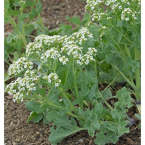 Kleiner Meerkohl - Crambe maritima günstig online kaufen