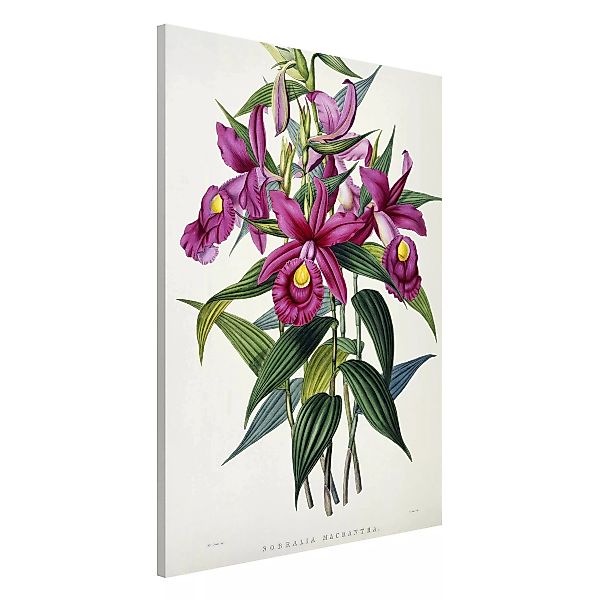 Magnettafel Blumen - Hochformat 2:3 Maxim Gauci - Orchidee I günstig online kaufen