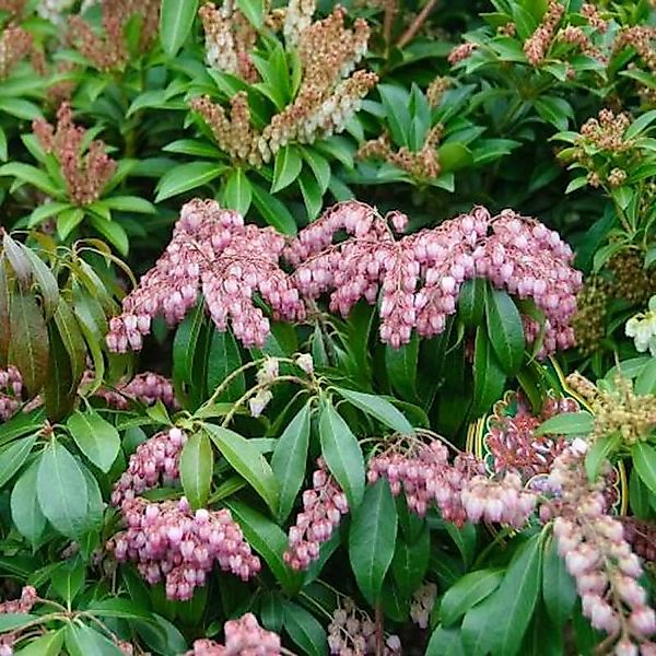 Schattenglöckchen Lavendelheide Valley Valentine 40-60cm - Pieris japonica günstig online kaufen