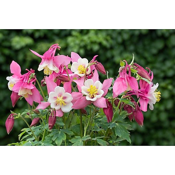 Aquilegia Flab. Spring Magic Rosa-Weiß Akelei Ca. 9x9 cm Topf günstig online kaufen