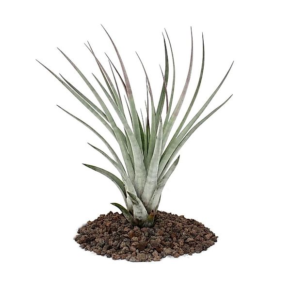 Exotenherz Tillandsia Fasciculata Lose Pflanze Groß günstig online kaufen