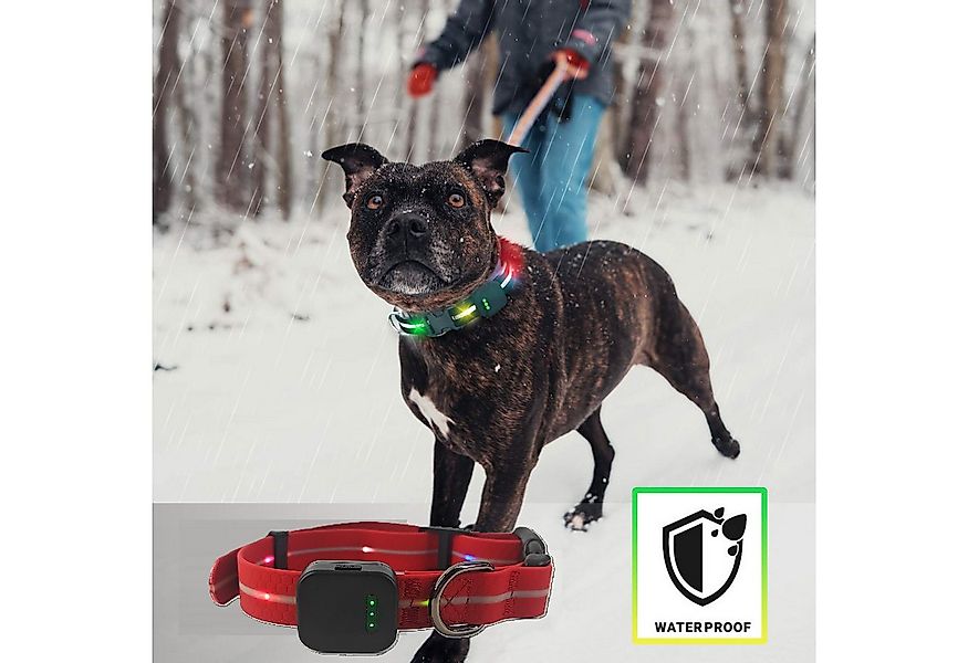 Illes-Laedchen Hunde-Halsband exklusives LED Hundehalsband wasserdicht AKKU günstig online kaufen
