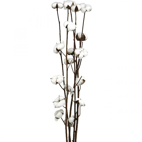 Trockenblume Baumwollzweig Deko, Trockenblumen Set, Echte günstig online kaufen