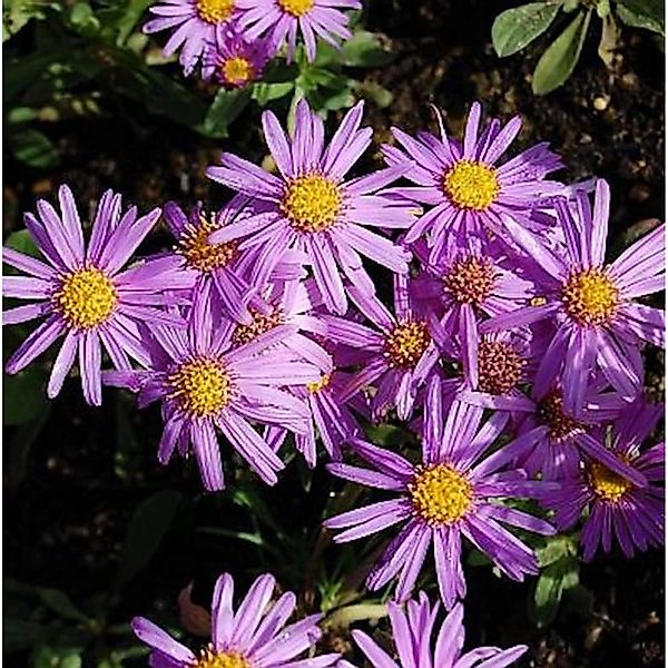 Sommeraster Lady Hindlip - Aster amellus günstig online kaufen