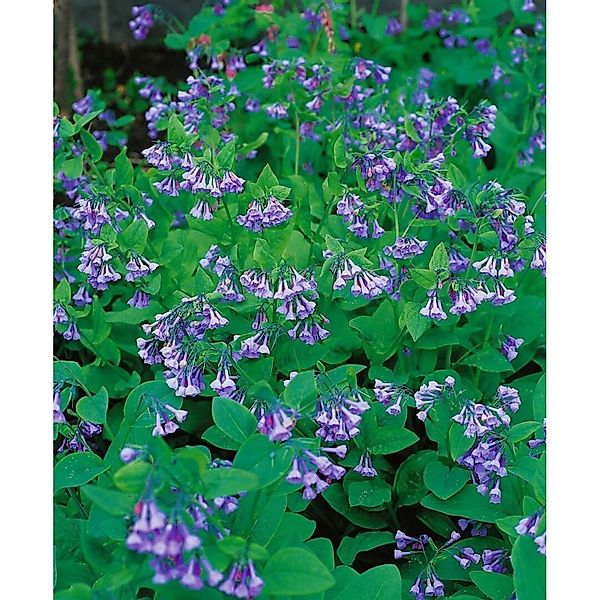 Mertensia Virginica Virginischer Blaustern Ca. 9x9 cm Topf günstig online kaufen