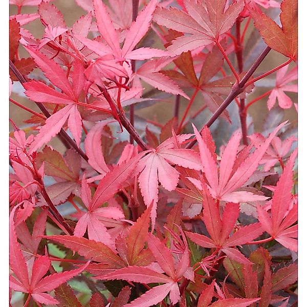 Hochstamm Zwergahorn Shaina 40-60cm - Acer palmatum günstig online kaufen