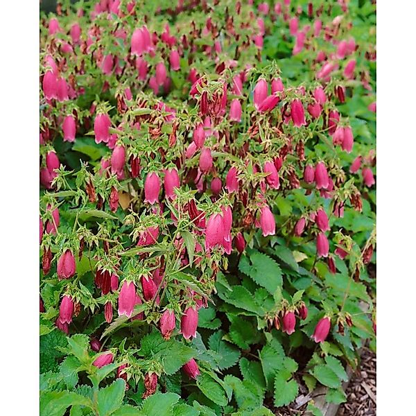 Campanula Punctata Beetroot Gefleckte Glockenblume Ca. 11x11 cm Topf günstig online kaufen