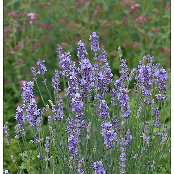 Echter Lavendel Phenomenal - Lavandula angustifolia günstig online kaufen