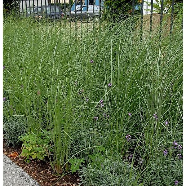 Robustes Chinaschilf - Miscanthus sacchariflorus günstig online kaufen