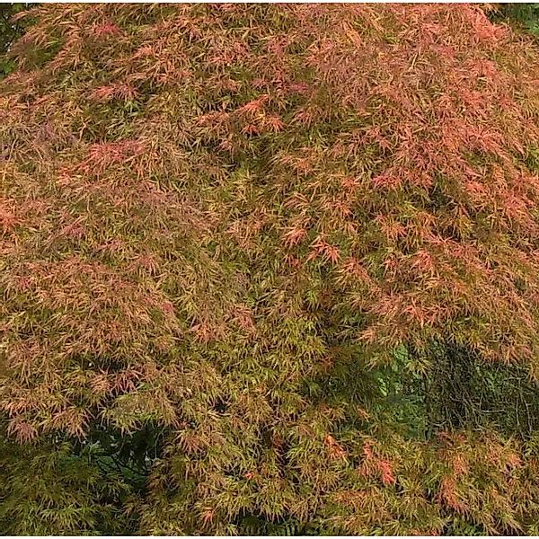Hochstamm Fächerahorn Ellen 80-100cm - Acer palmatum günstig online kaufen