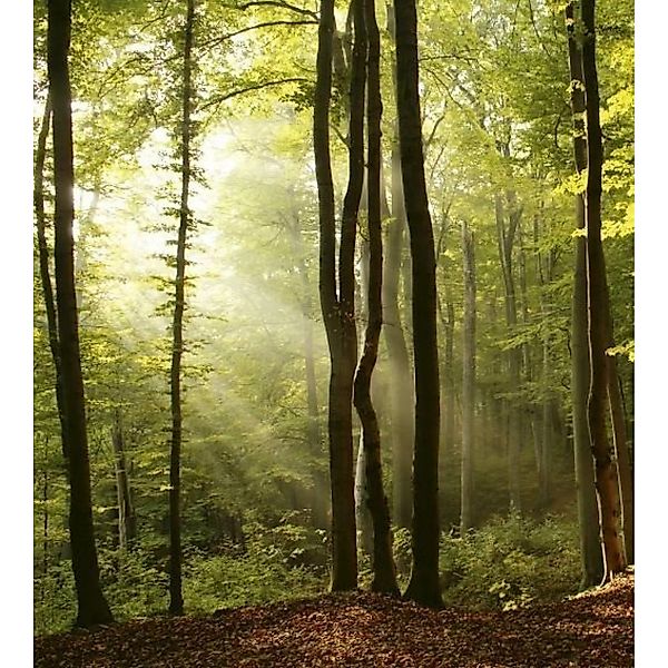 Fototapete FOREST  | MS-3-0098 | Grün | Digitaldruck auf Vliesträger günstig online kaufen