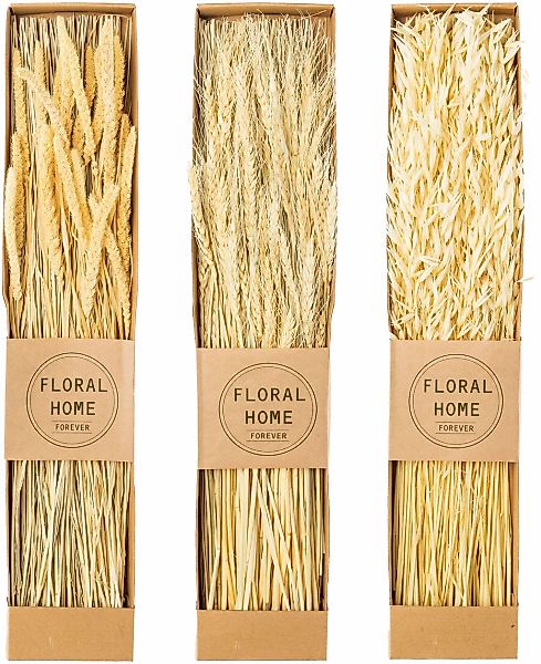 Creativ green Trockenblume "Trockenblumen-Bündel" günstig online kaufen