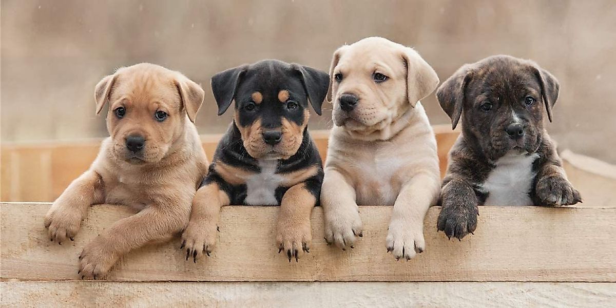 Jerry Fabrics Handtücher Duschtuch Badetuch Handtuch Strandtuch Hundewelpen günstig online kaufen