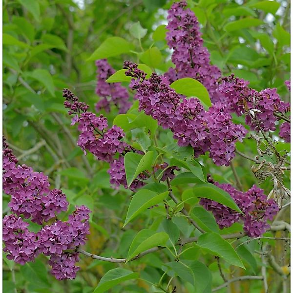 Edelflieder Mme Antoine Buchner 40-60cm - Syringa vulgaris günstig online kaufen