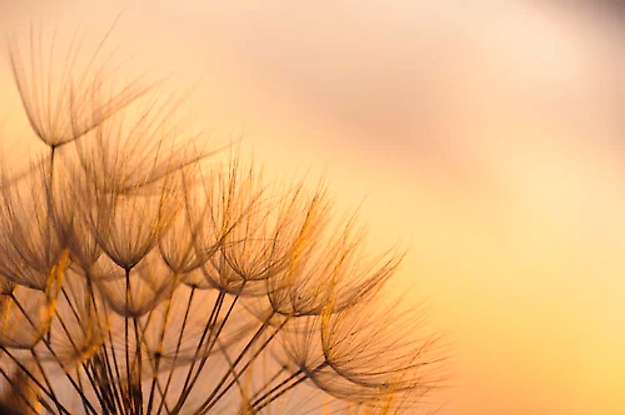 Papermoon Fototapete »Dandelion Sunset« glatt günstig online kaufen