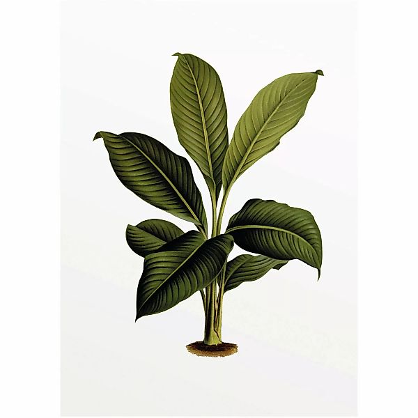 Komar Wandbild Elastica Leaf 30 x 40 cm günstig online kaufen