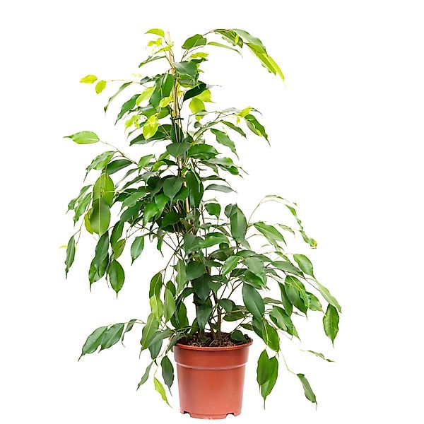 Value Greens Pflegeleichete Birkenfeige 'Forever'  Ficus Benjamini  ca. 75 günstig online kaufen
