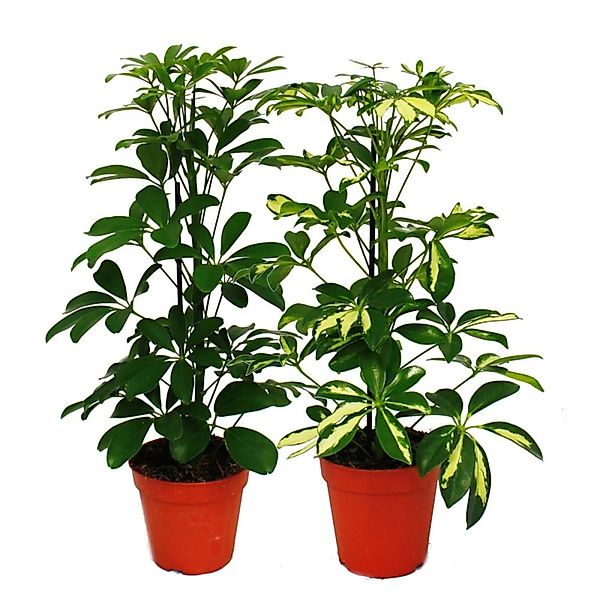 Exotenherz Strahlenaralie Duo Schefflera Weissgrünlaubig 12cm Topf 2 Pflanz günstig online kaufen