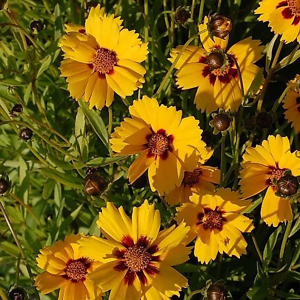 Mädchenauge Sterntaler - Coreopsis,anceolata günstig online kaufen
